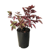 Polka Dot Pant Red - Hypeostas phyllostachya