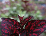Polka Dot Pant Red - Hypeostas phyllostachya