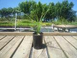 Ponytail Palm - Beaucarnea Recurvata