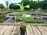 Port Jackson Fig - Ficus Rubiginosa