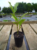 Port Wine Magnolia - Michelia Figo