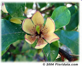 Port Wine Magnolia - Michelia Figo