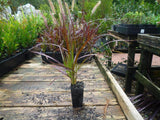 Purple Fountain Grass - Pennisetum advena Rubrum