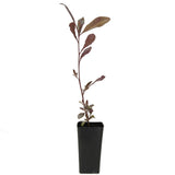 Purple Hop Bush - Dodonaea Viscosa Purpurea