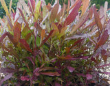 Purple Hop Bush - Dodonaea Viscosa Purpurea