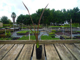 New Zealand Flax Purple - Phormium Tenax Purpureum
