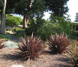 New Zealand Flax Purple - Phormium Tenax Purpureum
