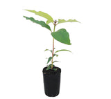 Queensland Brush Box - Lephostomen confertus