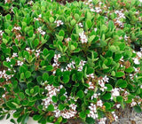Rhaphiolepis 'Snow Maiden' Indian Hawthorn