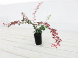 Red Barberry - Berberis thunbergii