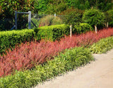 Red Barberry - Berberis thunbergii