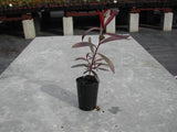 Crimson Bottlebrush - Callistemon Citrinus