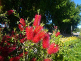 Crimson Bottlebrush - Callistemon Citrinus