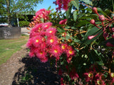 Red Flowering Gum - Corymbia Ficifolia