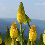 Red Hot Poker - Kniphofia Percys Pride