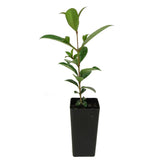 Lilly Pilly Resilience - Syzygium australe
