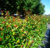 Lilly Pilly Resilience - Syzygium australe