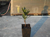 Rock Gardenia - Gardenia Augusta Radicans