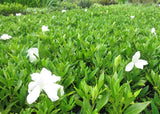 Rock Gardenia - Gardenia Augusta Radicans