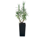 Rosemary Herb - Rosmarinus officinalis END OF BATCH / IMPERFECT STOCK
