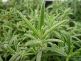Rosemary Herb - Rosmarinus officinalis END OF BATCH / IMPERFECT STOCK
