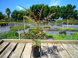 Silky Oak - Grevillea Robusta