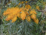 Silky Oak - Grevillea Robusta