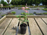 Lilly Pilly Small Leaf - Syzygium Luehmannii