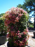 Lilly Pilly Fruit Plant | Small Leaf Lilly Pilly - Syzygium Luehmannii