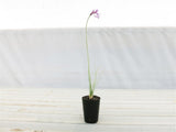 Society Garlic - Tulbaghia violaceae END OF BATCH / IMPERFECT STOCK