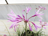 Society Garlic - Tulbaghia violaceae END OF BATCH / IMPERFECT STOCK