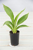 Giant Spear Lily - Doryanthes Palmeri