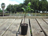 Star Jasmine - Trachelospermum Jasminoides