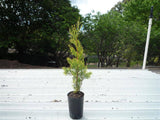 Swanes Golden Pencil Pine - Cupressus sempervirens