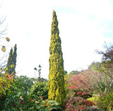 Swanes Golden Pencil Pine - Cupressus sempervirens