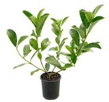 Sweet Viburnum - Viburnum Odoratissimum - 140mm pot