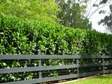 Sweet Viburnum - Viburnum Odoratissimum - 140mm pot