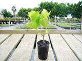 Sweet Viburnum - Viburnum Odoratissimum