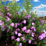 Tetratheca fairy bells