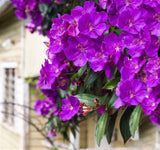 Tibouchina Jules - Tibouchina Heteromalla
