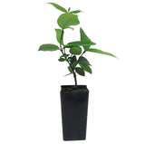 Asiatic Jasmine - Trachelospermum asiaticum