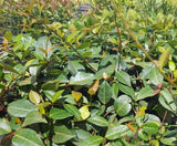 Asiatic Jasmine Ground Cover plant buy online australia climber 