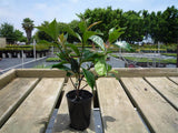 Variegated Jasmine - Trachelospermum jasminoides Tricolour