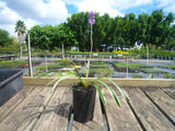 Liriope Variegated - Liriope Muscari