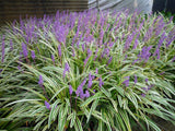 Liriope Variegated - Liriope Muscari