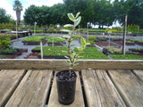 Variegated New Zealand Christmas bush