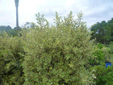 Variegated New Zealand Christmas bush