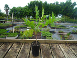 Wisteria Sinensis - Blue