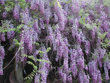 Wisteria Sinensis - Blue