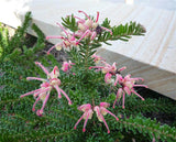 Woolly Grevillea - Grevillea lanigera